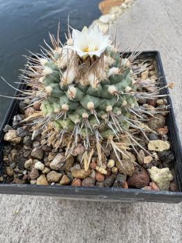 Preview: Turbinicarpus swobodae